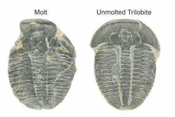Two Elrathia trilobite fossils, the one on the left being a molt while the one on the right is the actual dead individual.